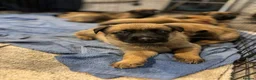 German Shepherd dogs for sale: 2 MALES LEFT German Shepherd puppies - Advert 17