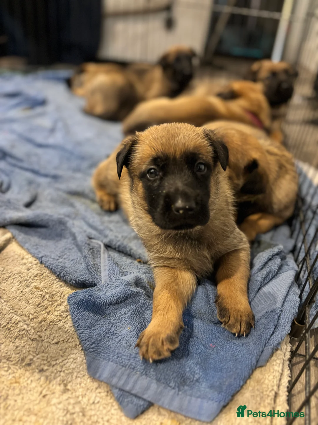 German Shepherd dogs for sale: 2 MALES LEFT German Shepherd puppies - Advert 17