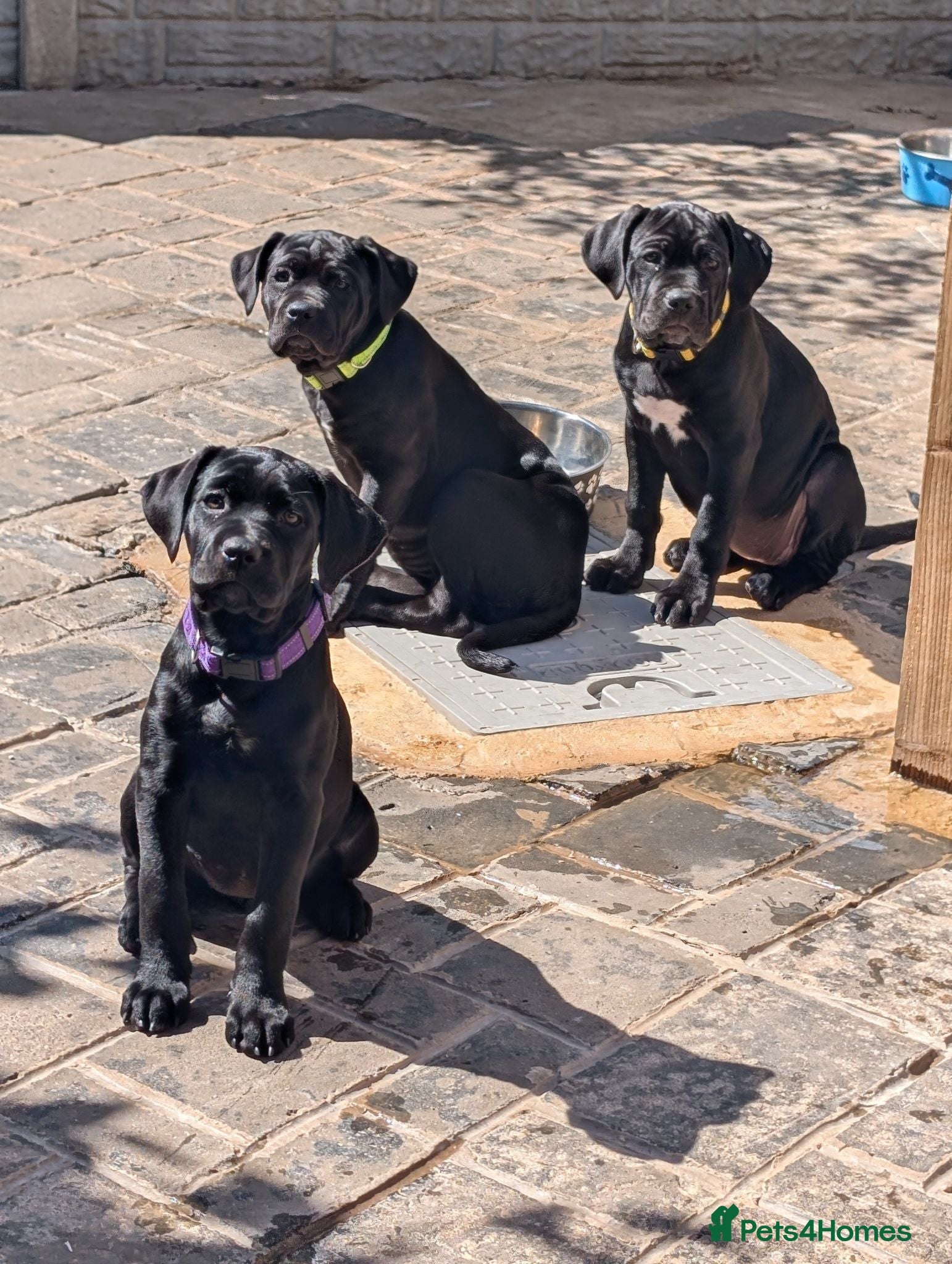 Cane Corso dogs Black female cane corsos puppies  - Advert 4