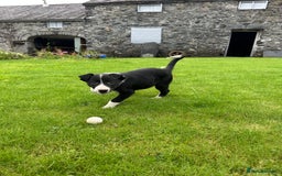 Border Collie dogs for sale: Border collie pups 🐶  - Image 4