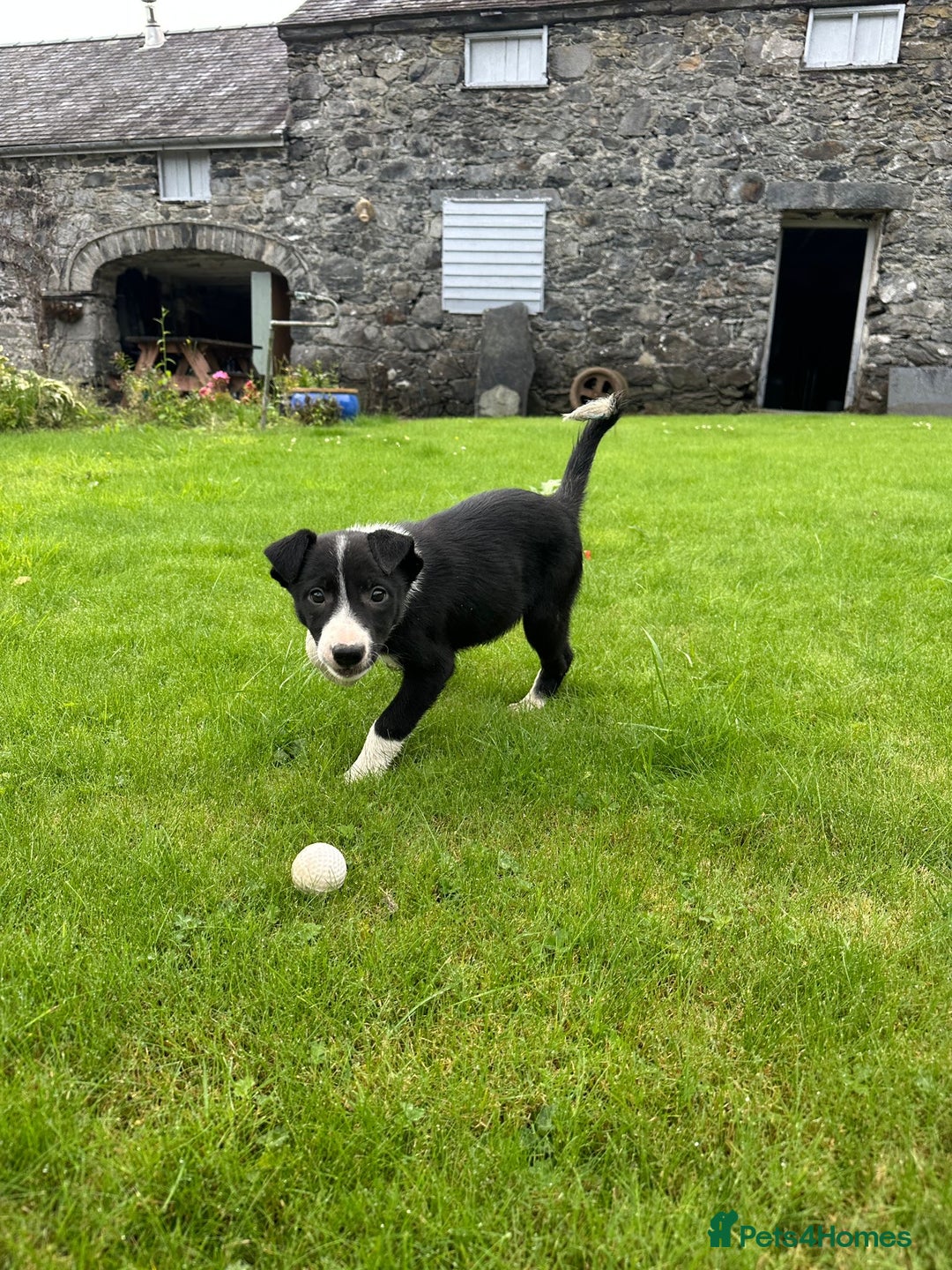 Border Collie dogs for sale: Border collie pups 🐶  - Image 4