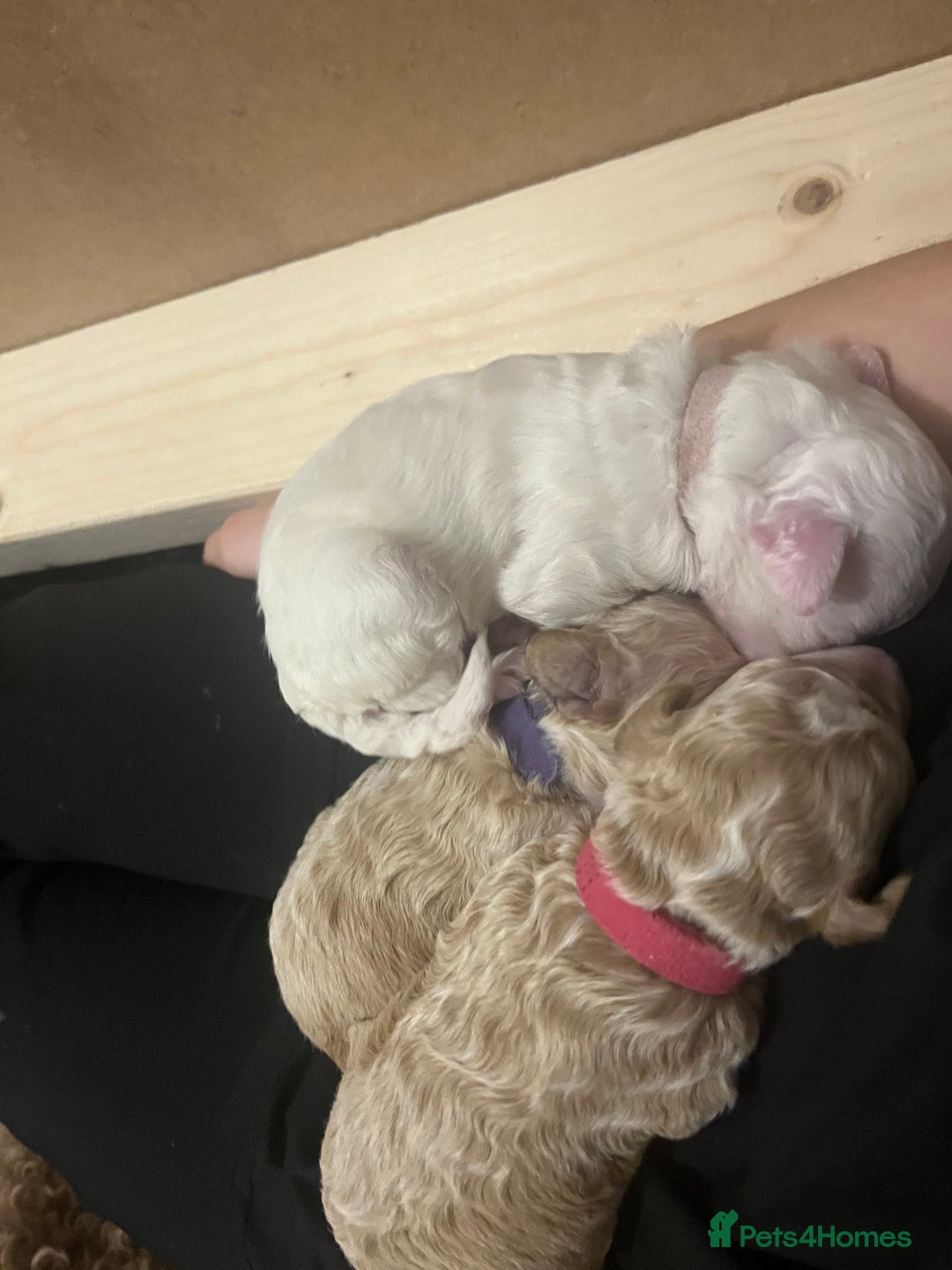 Poochon dogs for sale: Beautiful Poochon puppies for sale  - Advert 19