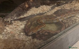 Corn Snake reptiles for sale: Corn snake with vivarium  - Image 1