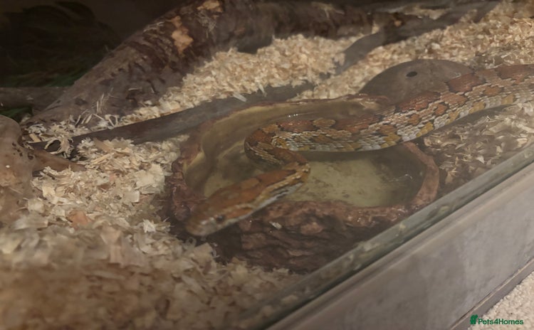 Corn Snake reptiles - Advert 3
