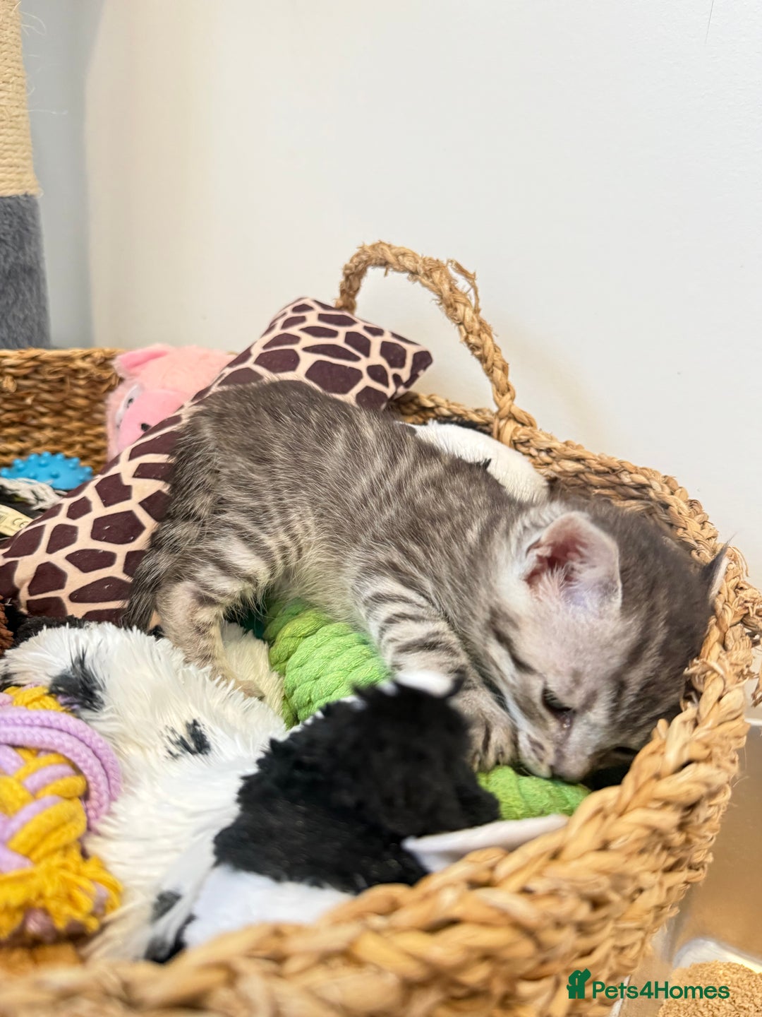 Maine Coon cats for sale: Maine Coon x Savannah Kittens - Advert 20