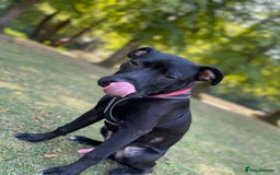 Mixed Breed dogs for sale: Maxi  - Image 2
