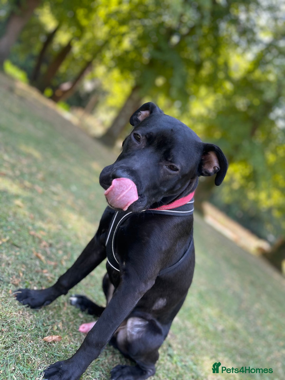 Mixed Breed dogs for sale: Maxi  - Image 2