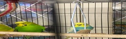 Budgerigars birds for sale: Beautiful budgies , mixed colours incl rainbow  - Advert 3