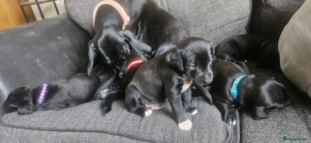 Mixed Breed dogs for sale: Dalmation x Labrador puppies  - Image 7