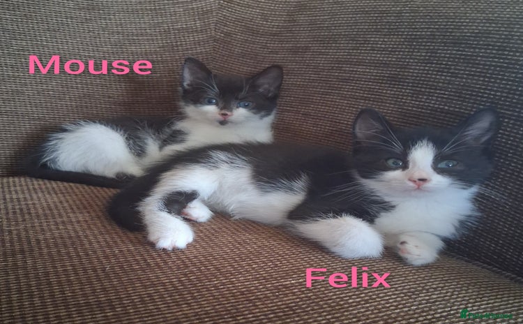 Domestic Shorthair cats - Advert 3