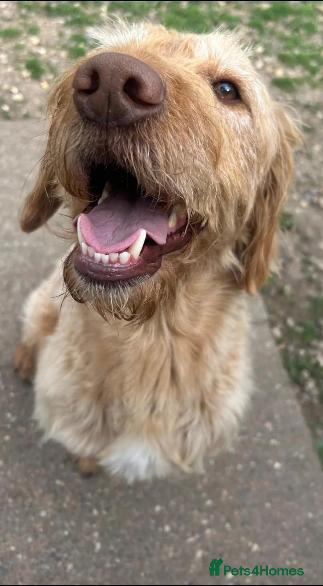 Labradoodle dogs for sale: Henley  - Advert 2