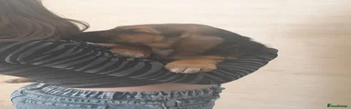 Bloodhound Puppy 6 ORANGE