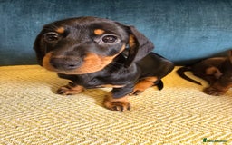 Miniature Dachshund dogs for sale: 3 Little Magical Miniature Dachshunds for Sale - Image 1