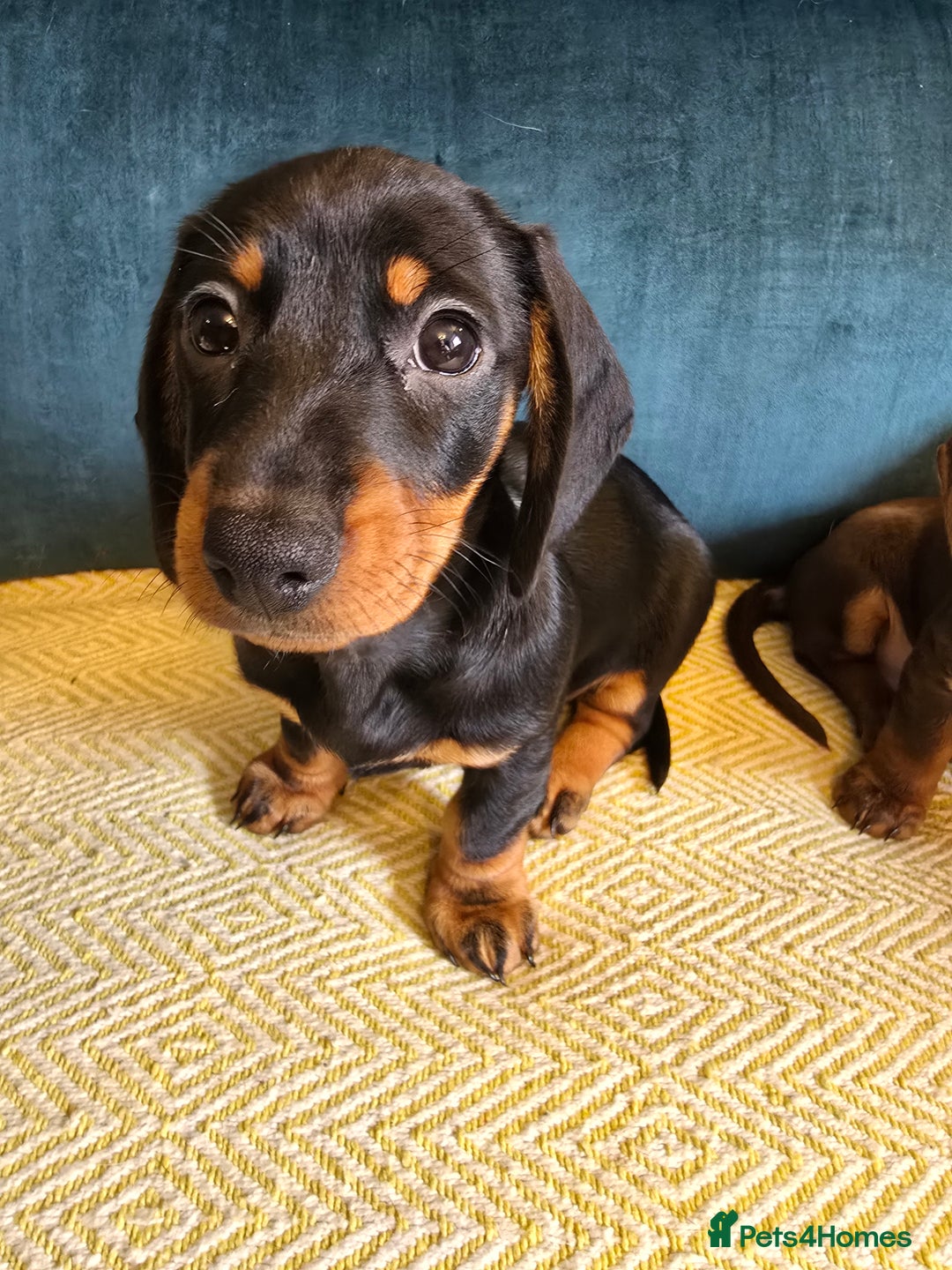 Miniature Dachshund dogs for sale: 3 Little Magical Miniature Dachshunds for Sale - Image 1