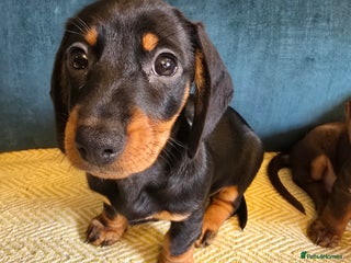 Miniature Dachshund dogs - Advert 22