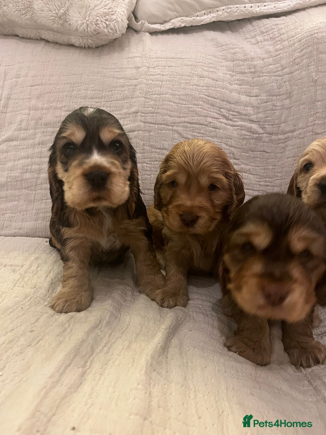 Cocker Spaniel dogs for sale: Adorable show type cocker spaniel pups - Advert 11