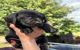 Mixed Breed dogs for sale: Exceptional Weimador pups  - Image 4