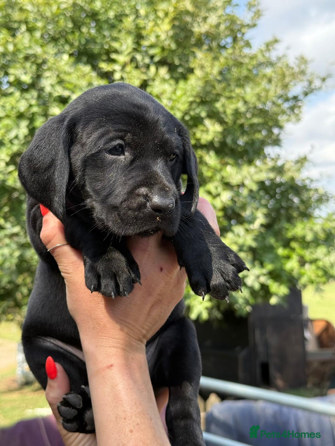 Mixed Breed dogs for sale: Exceptional Weimador pups  - Image 4