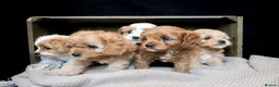 Cavapoo dogs for sale: cavapoo puppies for Sale X3 Girls  in Lincoln - Advert 18