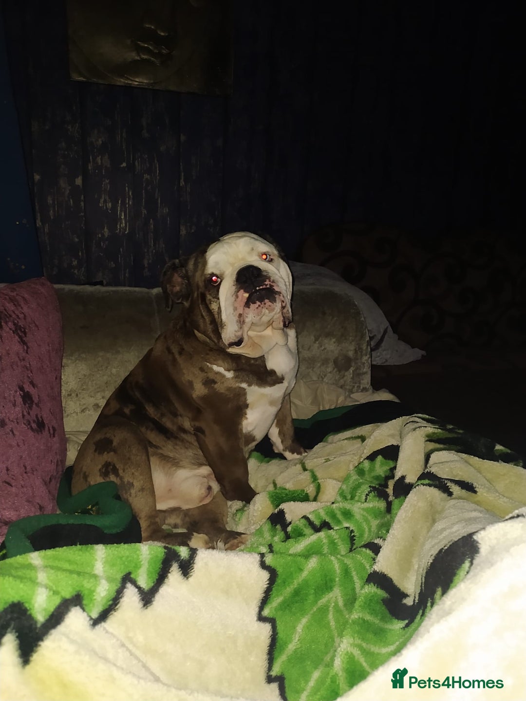 English Bulldog dogs for stud: Pure english bulldog stud - Advert 2