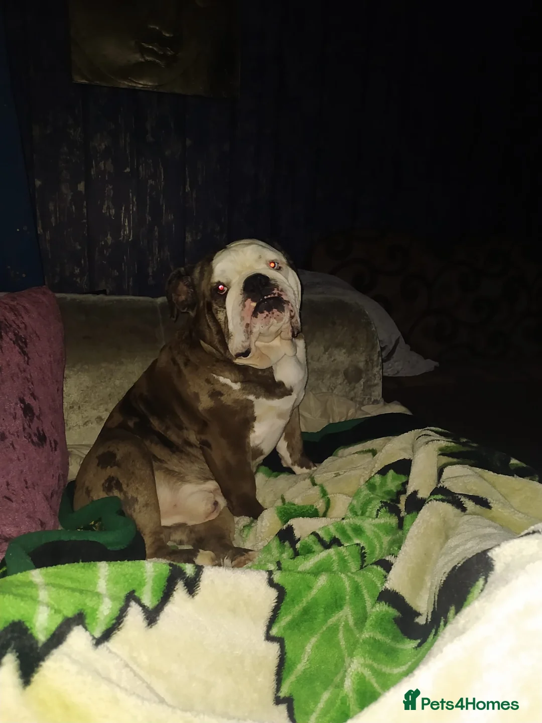 English Bulldog dogs for stud: Pure english bulldog stud - Advert 2