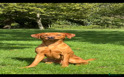 Labrador Retriever dogs for stud: Stunning Red Dog Available At Stud - Image 2