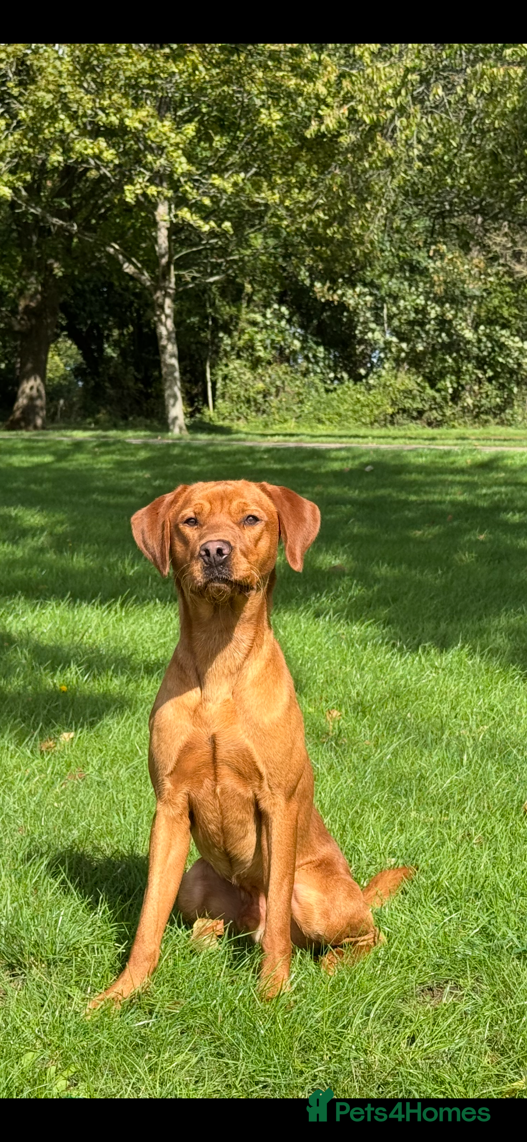 Labrador Retriever dogs for stud: Stunning Red Dog Available At Stud - Image 2