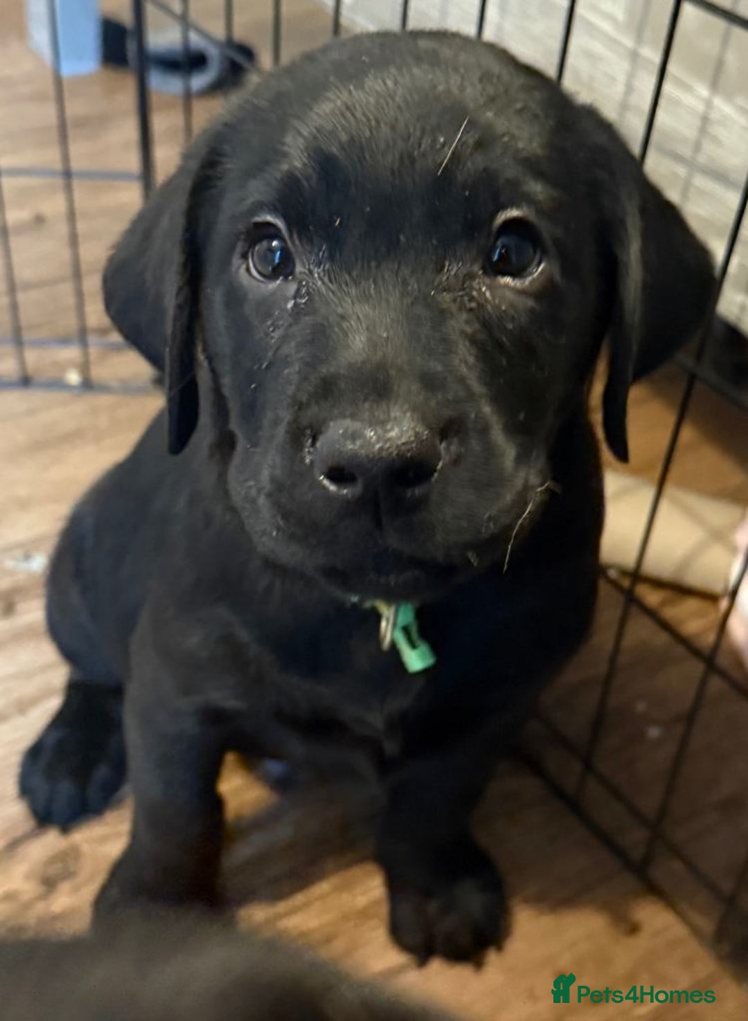 Labrador Retriever dogs for sale: Beautiful Pure Labrador Puppies –5 Available  - Advert 2