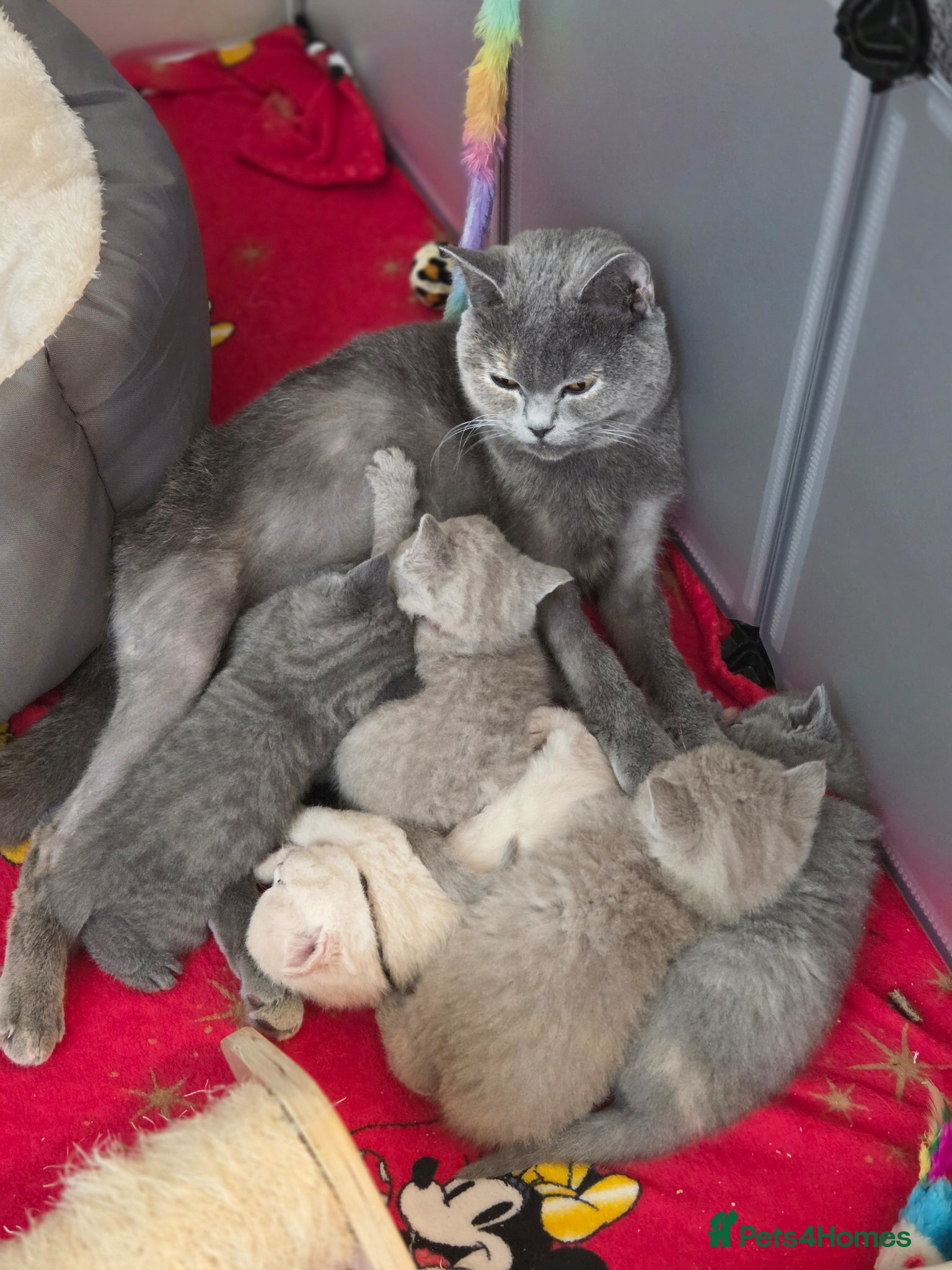 British Shorthair cats British shorthair kittens  - Advert 8