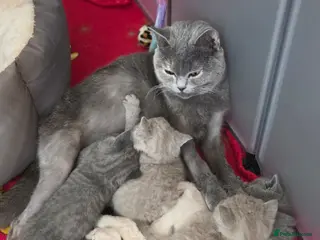 British Shorthair cats British shorthair kittens - Advert 2