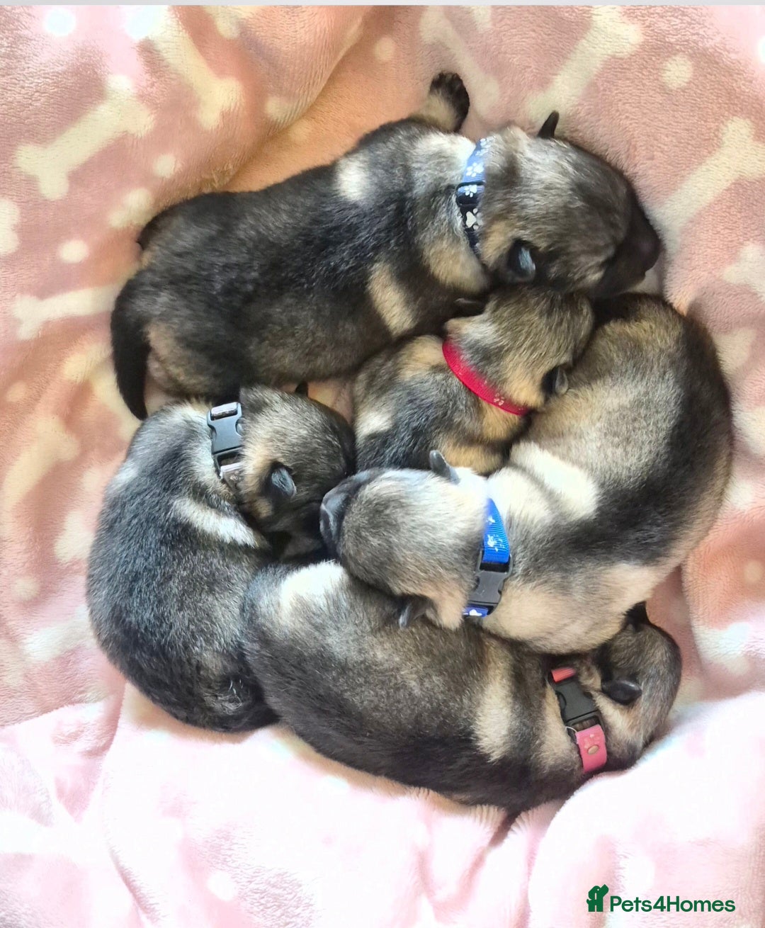 Keeshond dogs for sale: Stunning Keeshond puppies - Image 6
