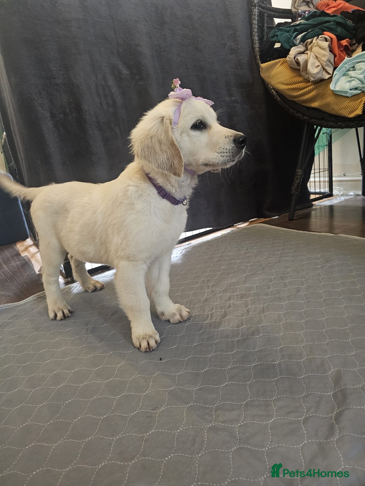 Golden Retriever dogs ❤️❤️❤️Beautiful KC Golden Retriever puppies❤️❤️❤️ - Advert 4