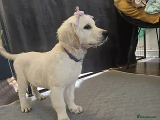 Golden Retriever dogs ❤️❤️❤️Beautiful KC Golden Retriever puppies❤️❤️❤️ - Advert 4
