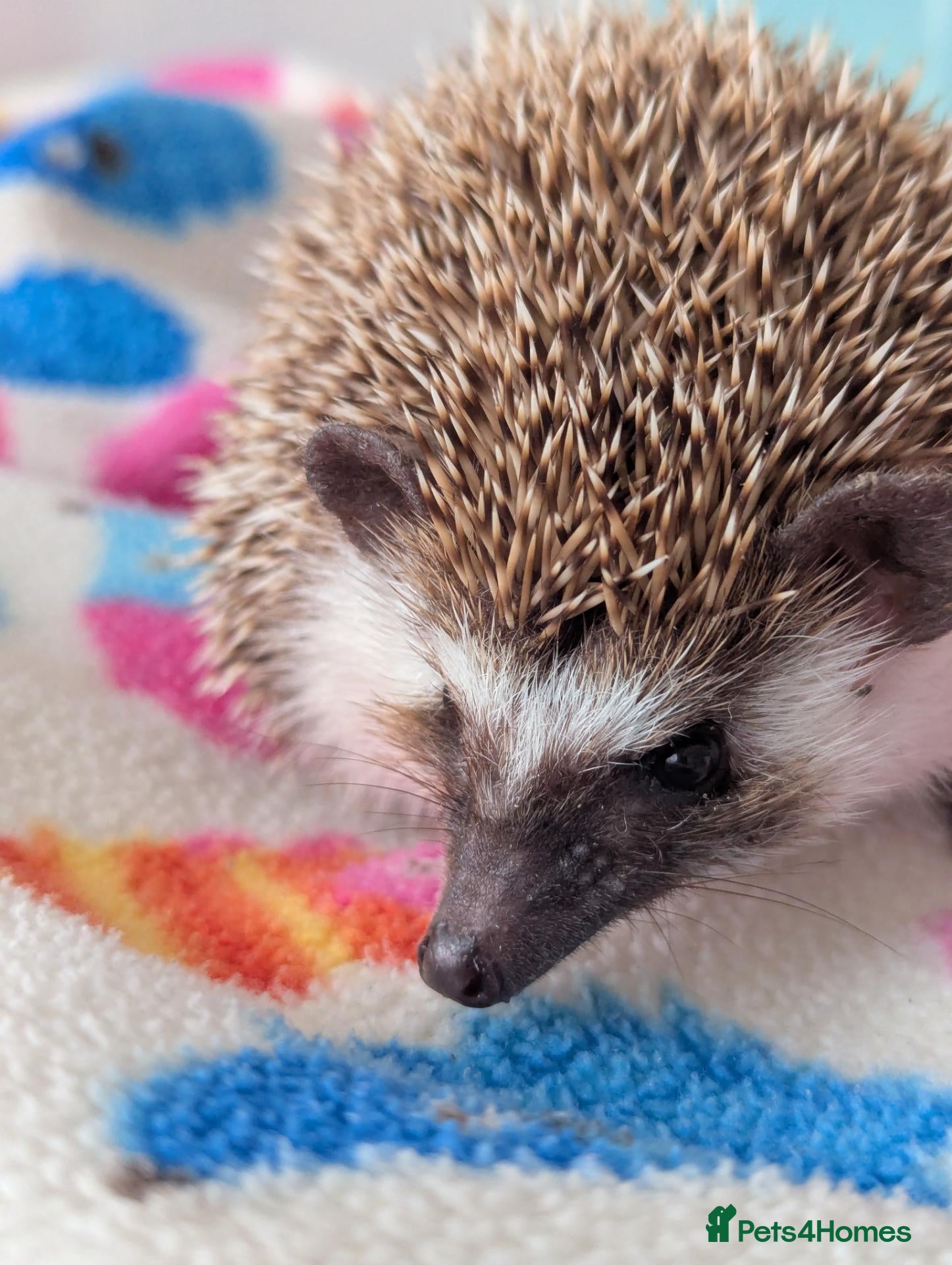 Pygmy Hedgehog rodents Gorgeous Friendly 13 week old Male Hog - Advert 2