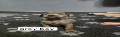 Grey collar Silver boy 