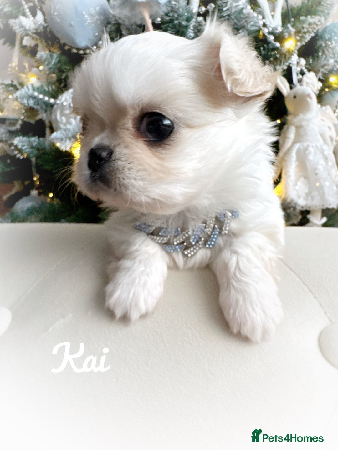 Chihuahua dogs for sale: KC long coat cream show line chihuahua puppies  - Advert 16