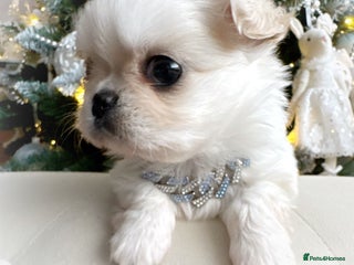 Chihuahua dogs KC long coat cream chihuahua puppies - Advert 17