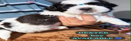 Shih Tzu dogs for sale: Beautiful Shih Tzu Puppies – Boys & Girls - Advert 10