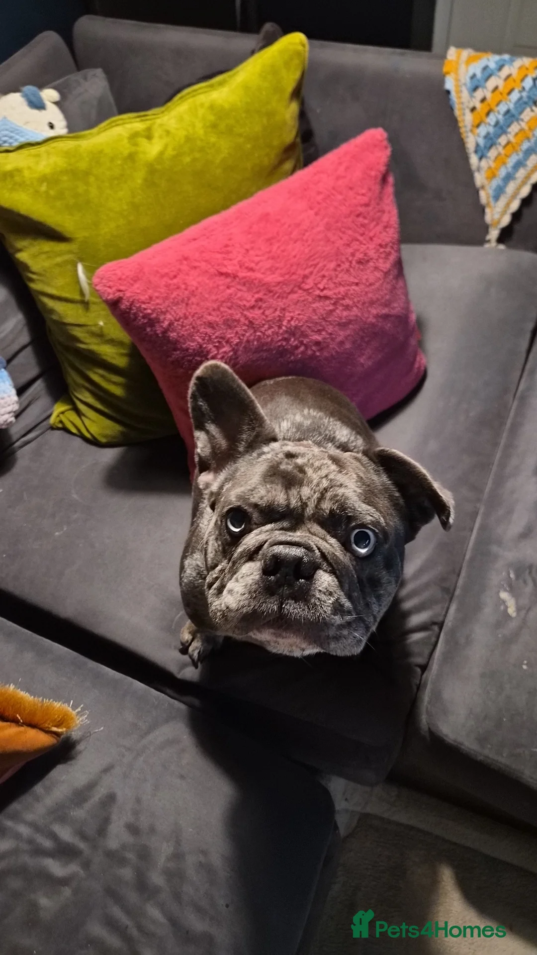 French Bulldog dogs for sale: Elvis the frenchie  - Advert 3