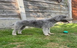 Bedlington Terrier dogs for sale: Stunning Bedlington Terrier puppies  - Image 20