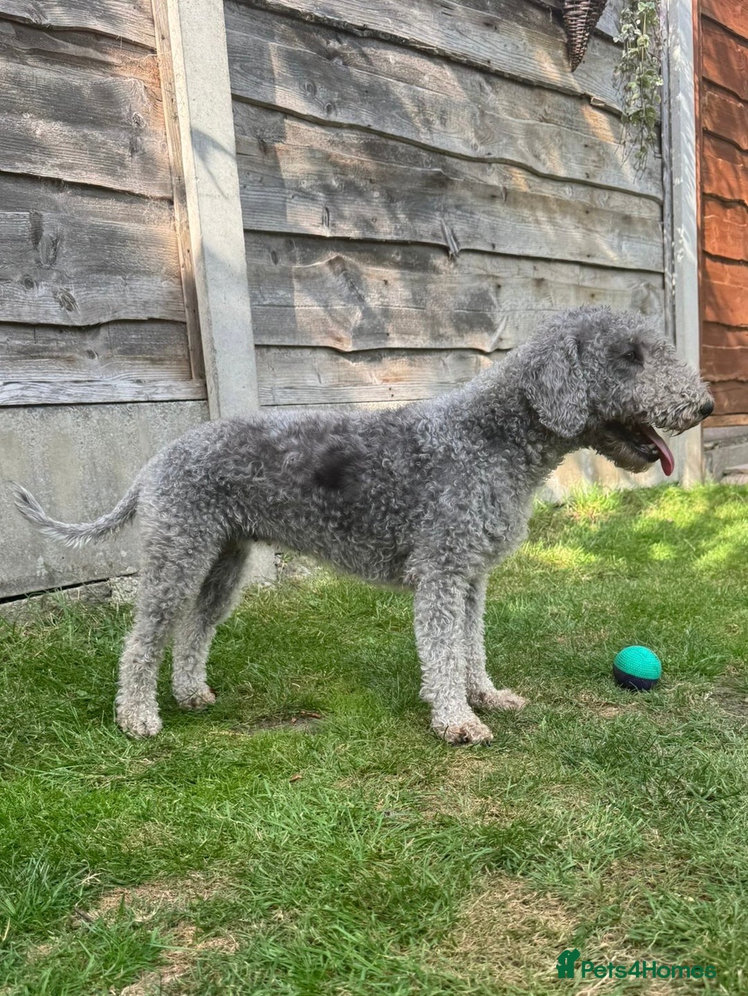Bedlington Terrier dogs for sale: Stunning Bedlington Terrier puppies  - Image 20