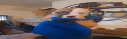 Alapaha Blue Blood Bulldog dogs for sale: Bully pups  - Advert 9