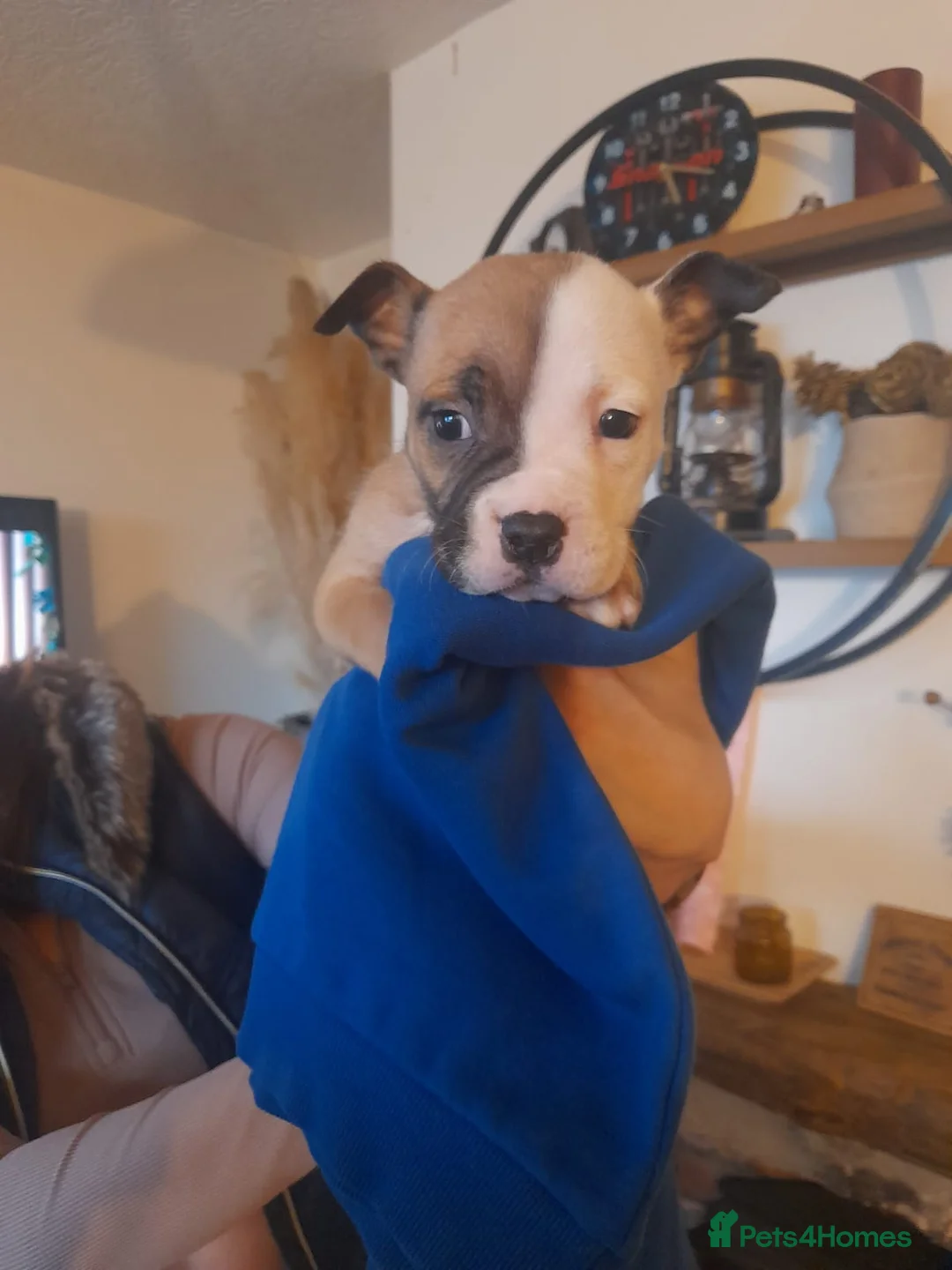 Alapaha Blue Blood Bulldog dogs for sale: Bully pups  - Advert 9