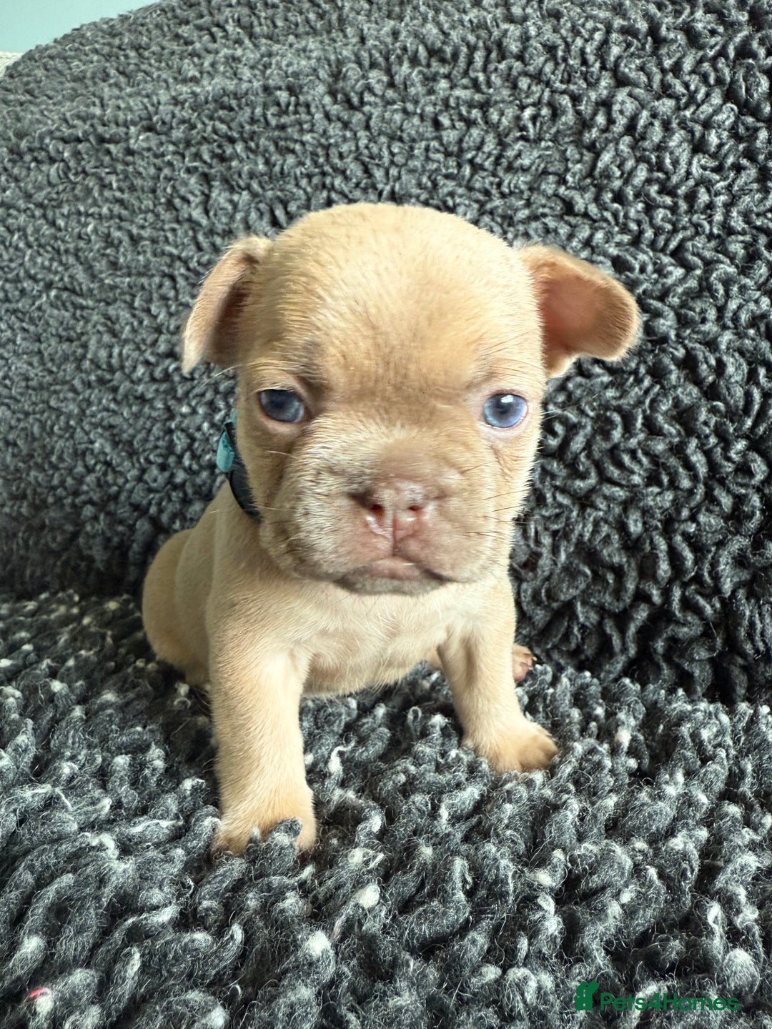 French Bulldog dogs for sale: French Bulldog Puppies. Rojo, New Shade, Isabella. - Advert 12