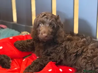 Cockapoo dogs F1 Show Cockapoo Choc Boy ready to leave - Advert 2