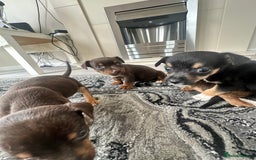 Jack Russell dogs for sale: 4. Beautiful Jack Russell. Pups - Image 3