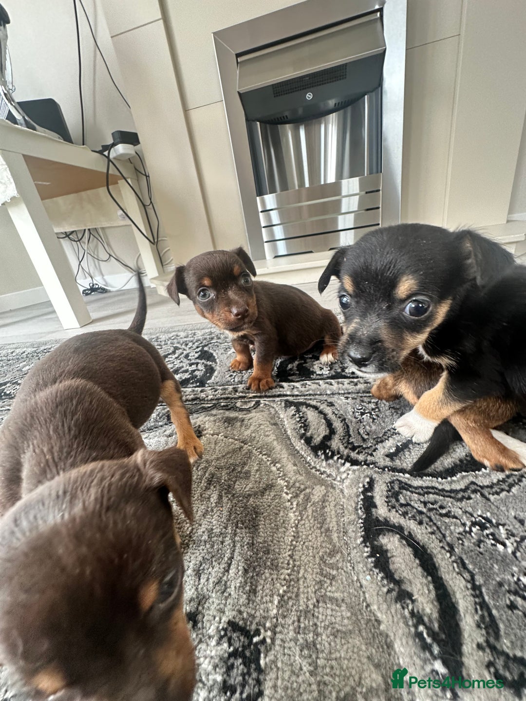 Jack Russell dogs for sale: 4. Beautiful Jack Russell. Pups - Image 3