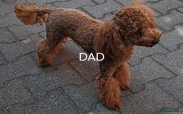 Cavapoo dogs for sale:  Ready for their new homes F1Male Cavapoo Puppies  - Image 38