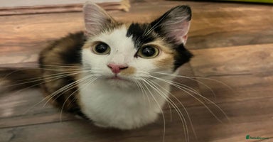 Mixed Breed cats 4 month old kittens looking for forever homes! - Advert 3
