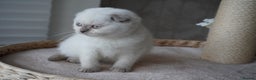 Scottish Fold cats for sale: ❣️Scottish Fold Kittens❣️ - Advert 4